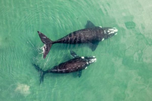 Ballena adulta y cría nadando juntas en aguas claras de Playa Esmeralda