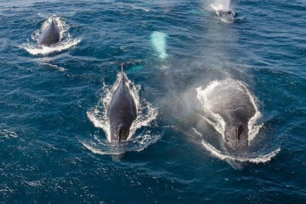 Varias ballenas nadando juntas en mar abierto frente a Playa Esmeralda