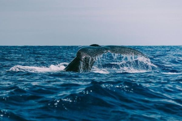Ballena emergiendo a la superficie del mar frente a Playa Esmeralda