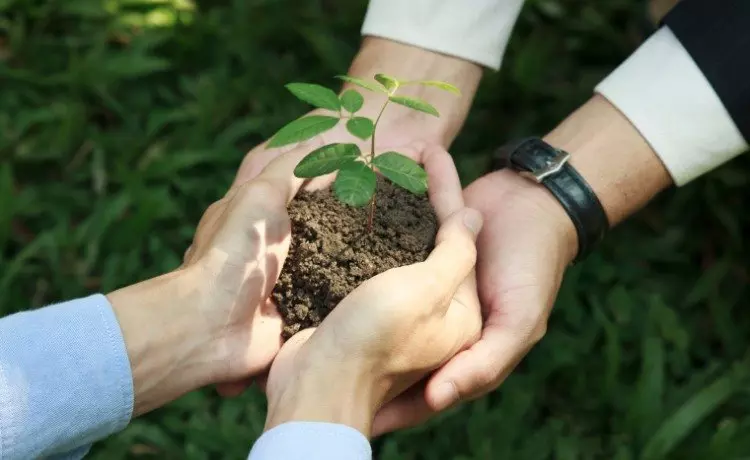 Manos sosteniendo una planta joven como símbolo de cuidado de la naturaleza